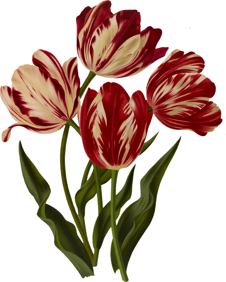 Rose tulip flower